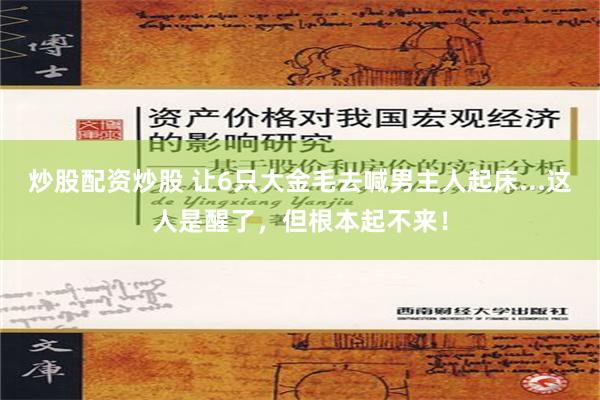 炒股配资炒股 让6只大金毛去喊男主人起床...这人是醒了，但根本起不来！