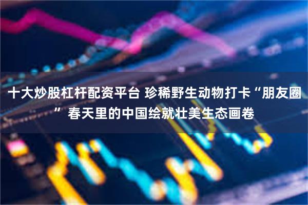 十大炒股杠杆配资平台 珍稀野生动物打卡“朋友圈” 春天里的中国绘就壮美生态画卷